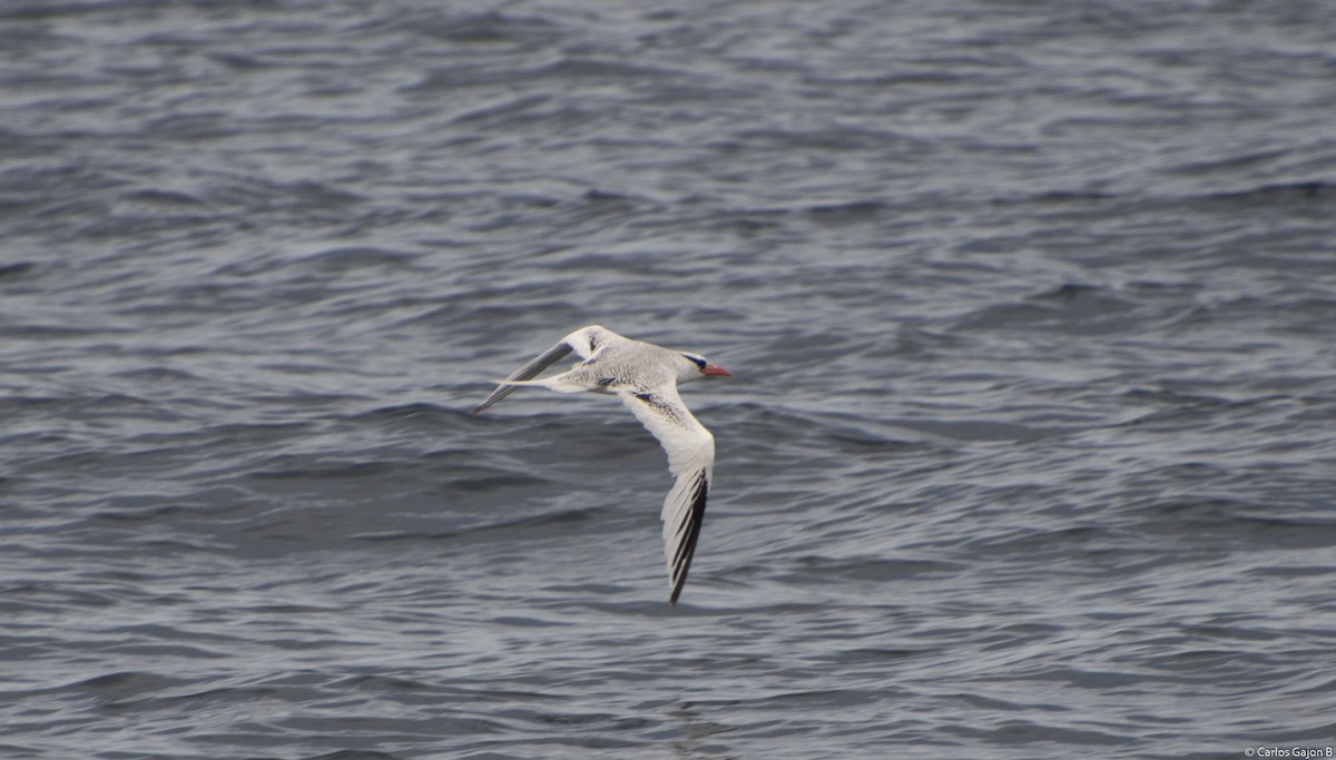 Red-billed Tropicbird - ML154859551