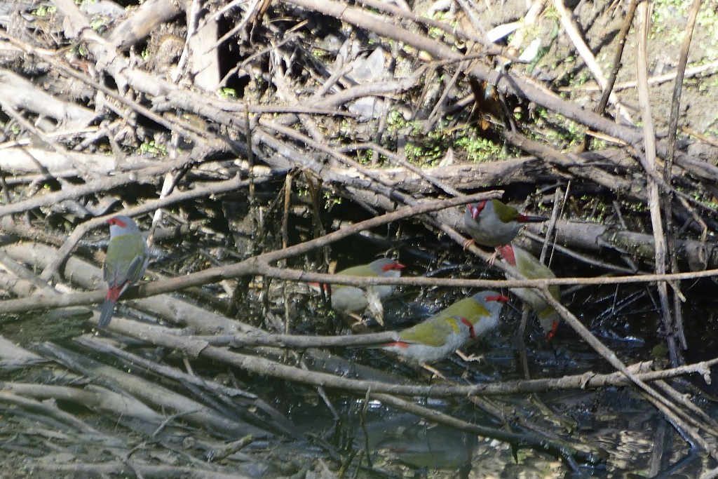 Red-browed Firetail - ML154861101