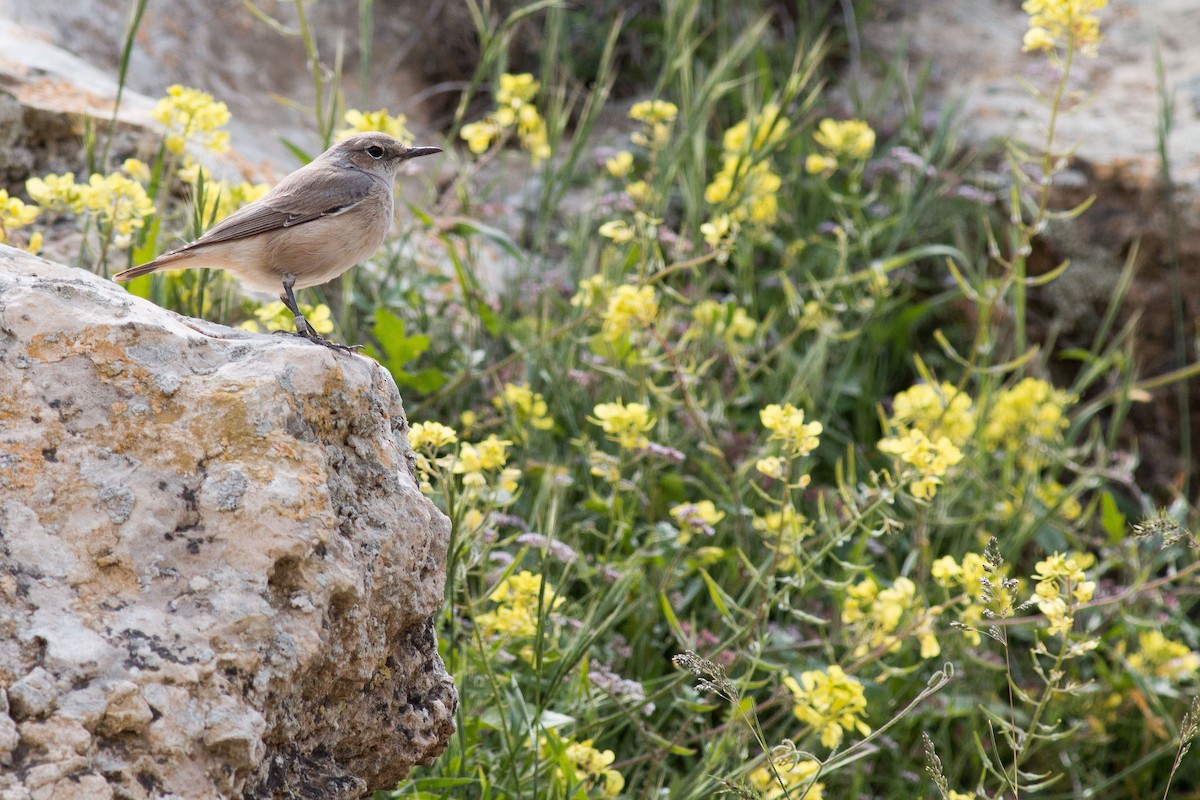 Persian Wheatear - ML154863421