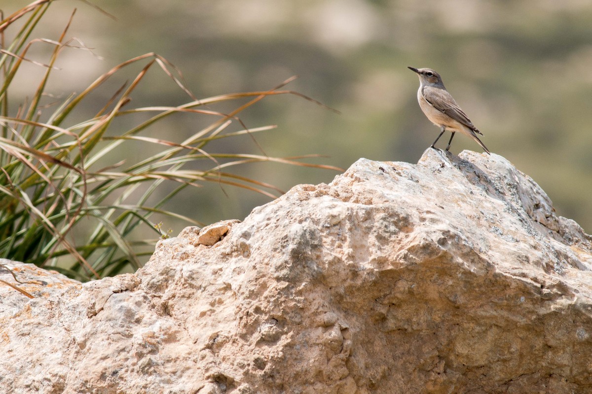 Persian Wheatear - ML154863431