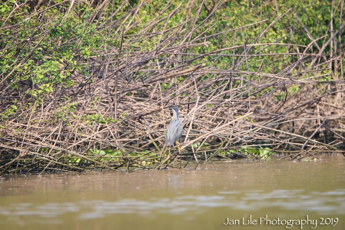 Striated Heron (Old World) - ML154865041