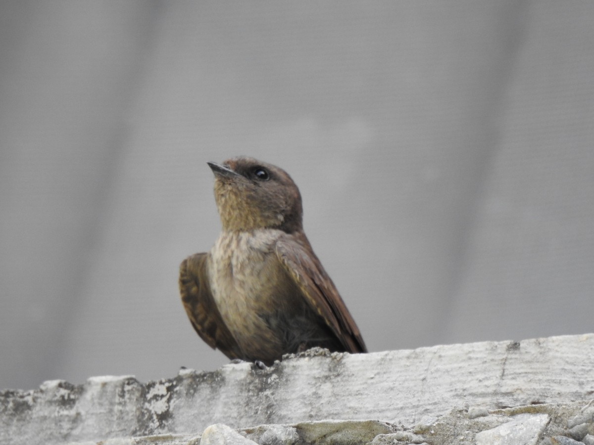 Dusky Crag-Martin - ML154867011