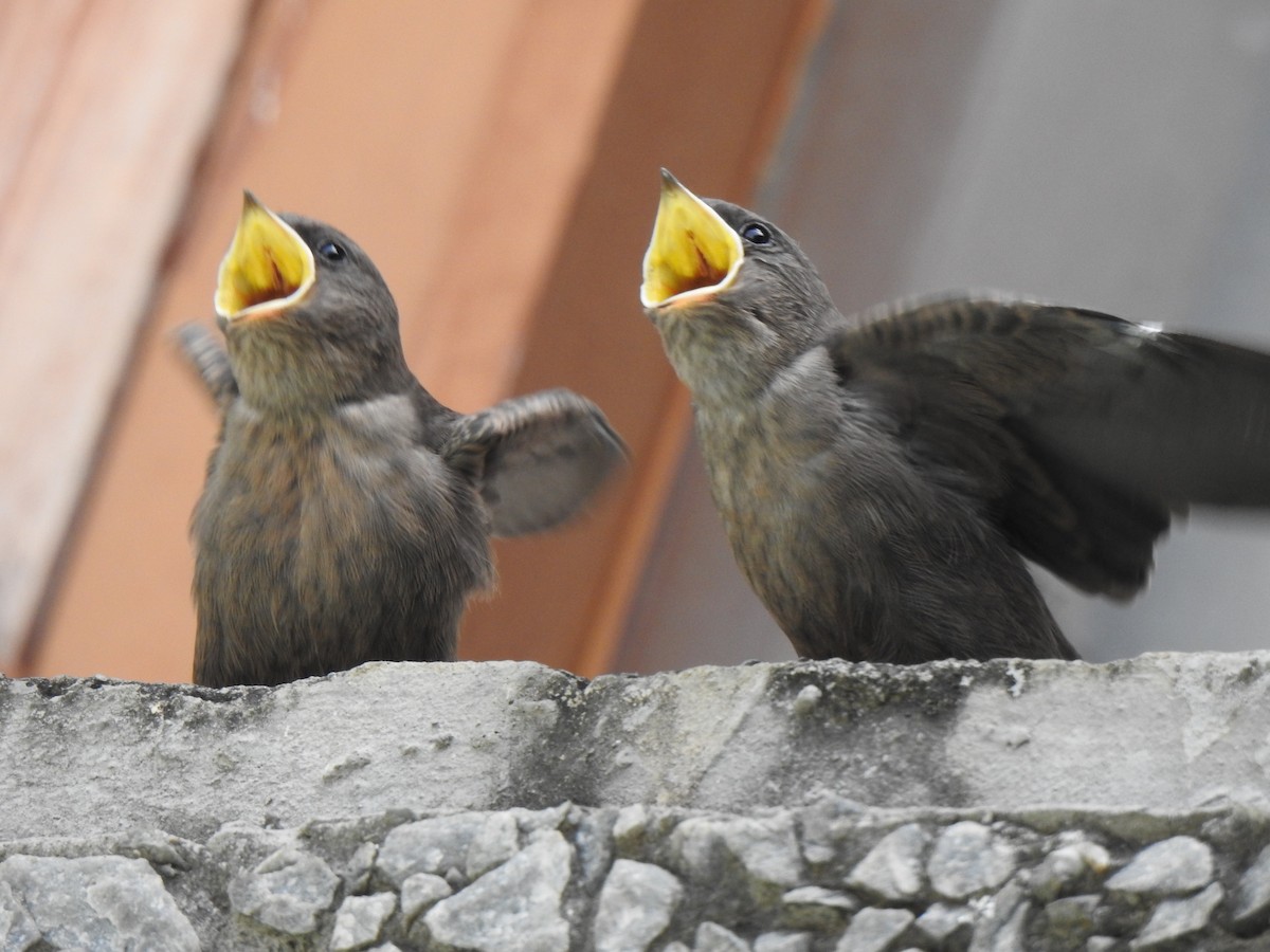 Dusky Crag-Martin - ML154867021