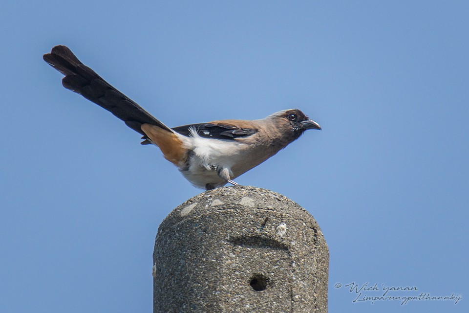 Gray Treepie - ML154867181