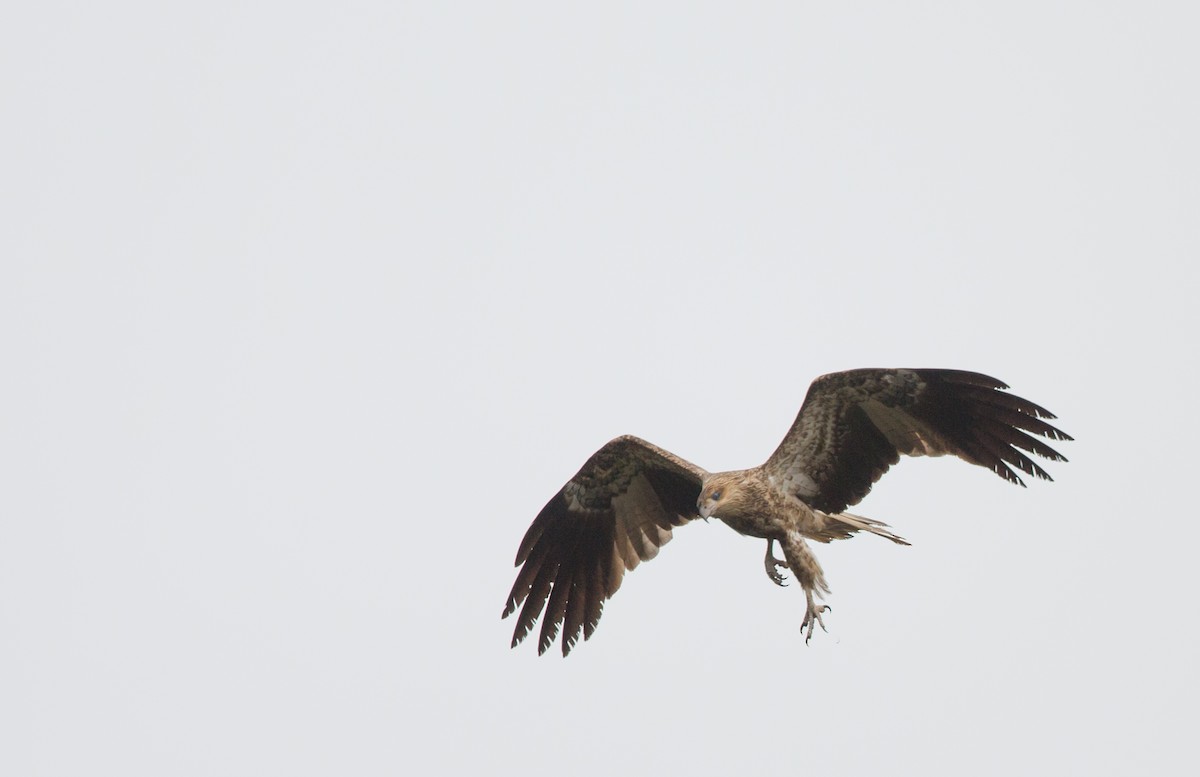 Whistling Kite - ML154867851