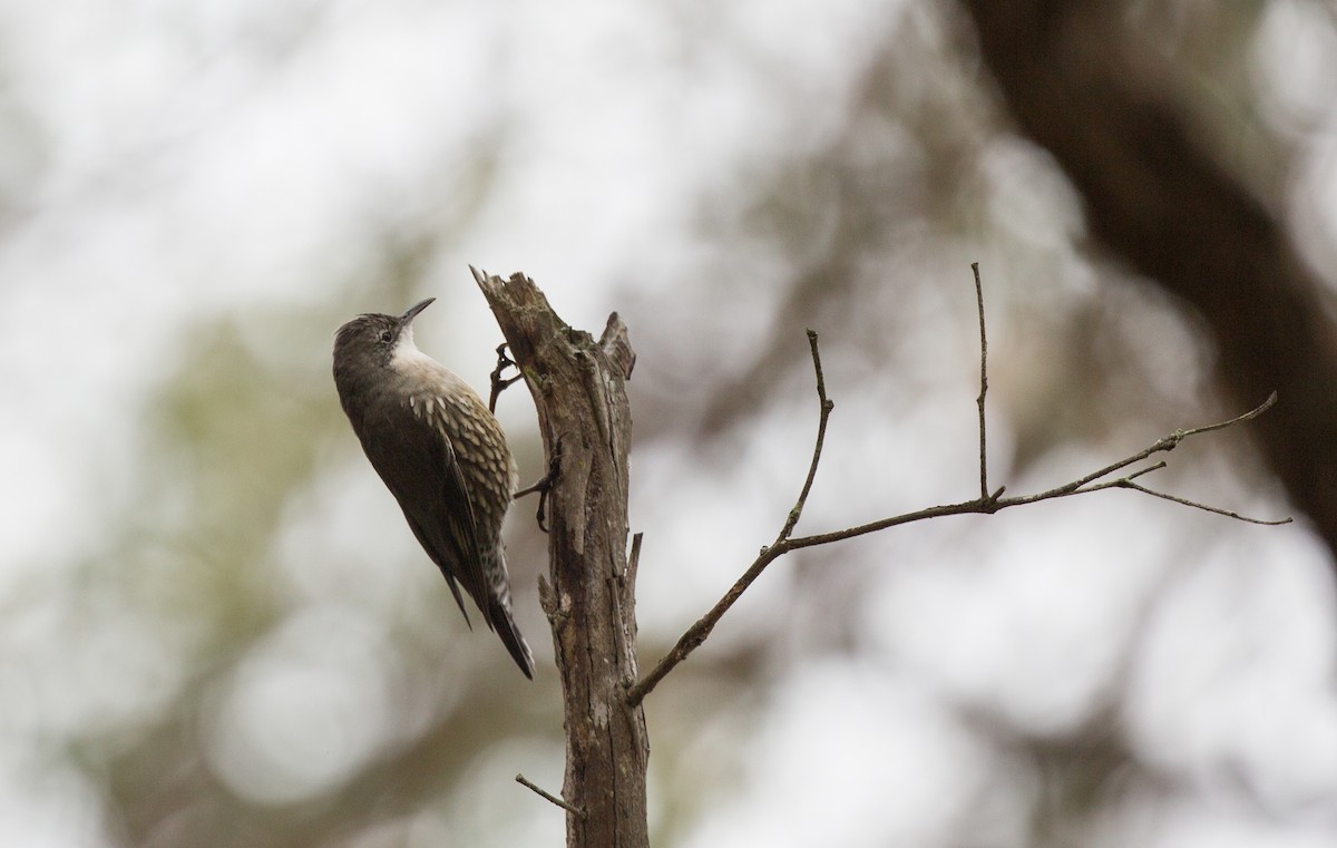 White-throated Treecreeper - ML154867931