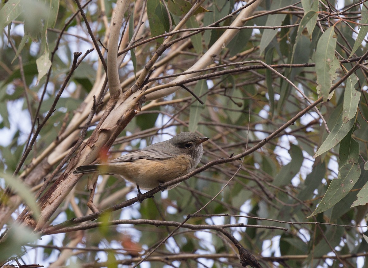 Rufous Whistler - ML154868141