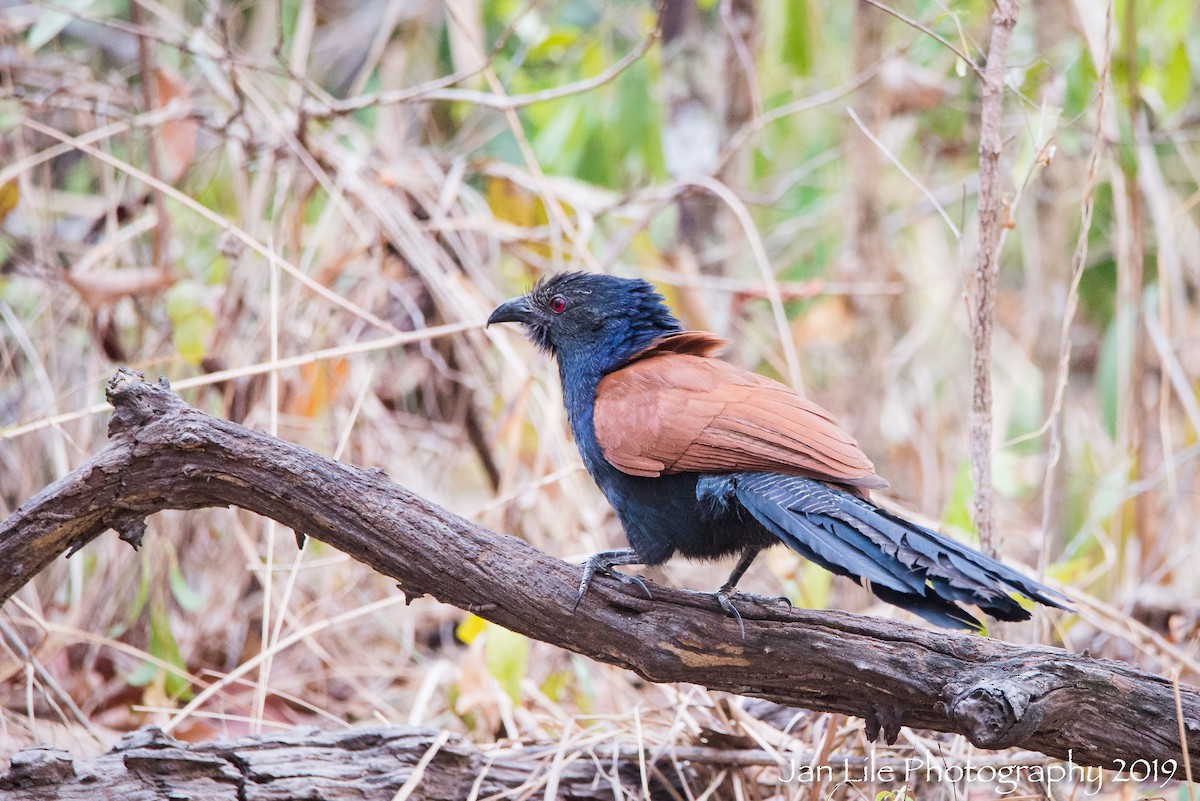 Greater Coucal - ML154868511
