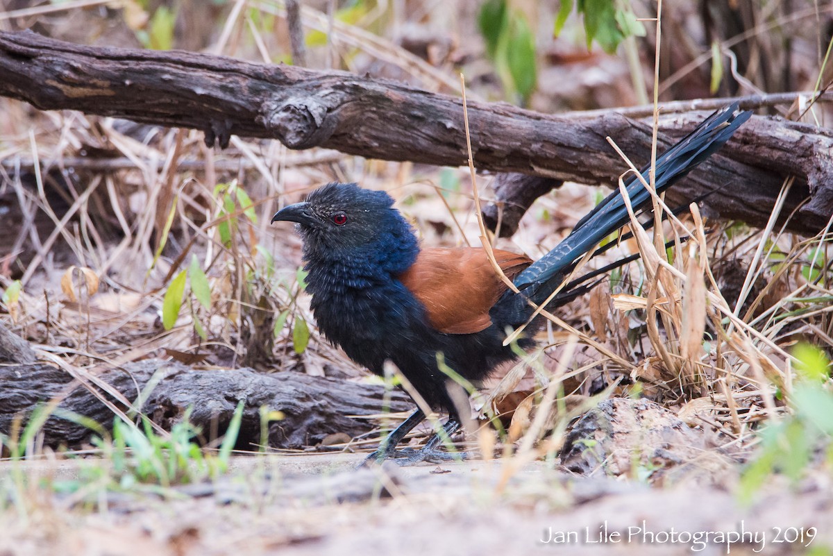 Greater Coucal - ML154868521