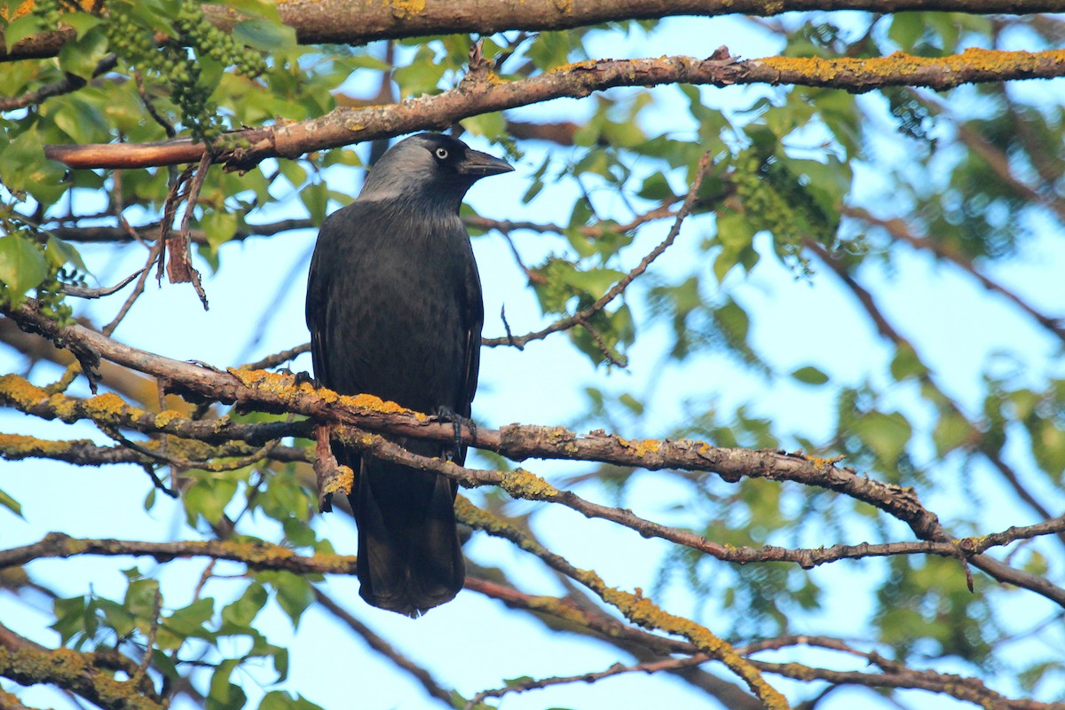 Eurasian Jackdaw - César Diez González