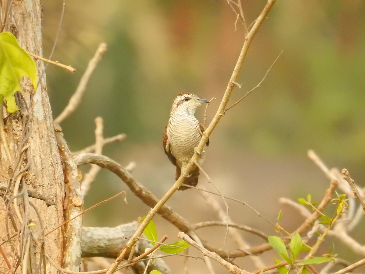 Banded Bay Cuckoo - ML154870161