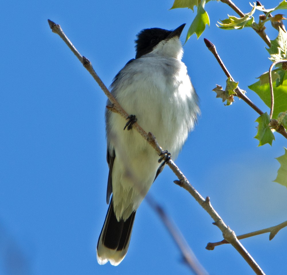 Eastern Kingbird - Jack and Shirley Foreman