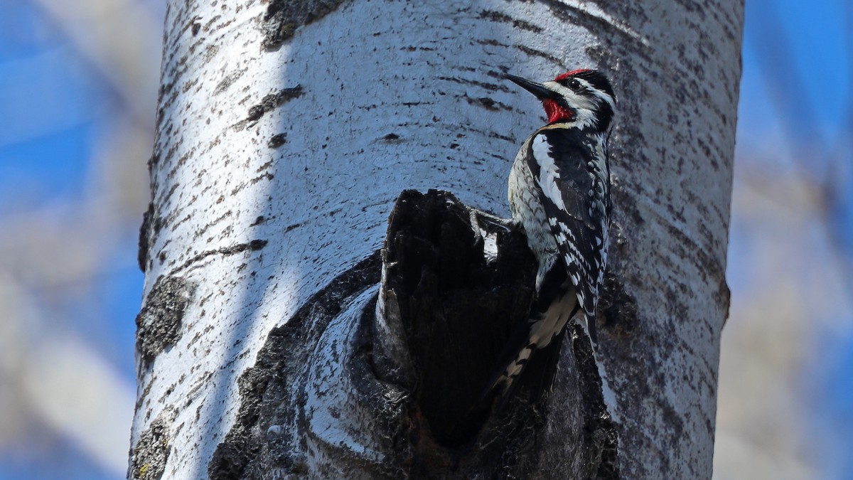 Yellow-bellied Sapsucker - Daniel Jauvin