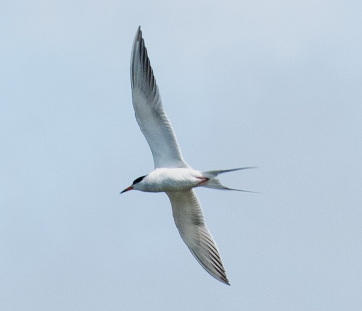 Forster's Tern - Jack and Shirley Foreman