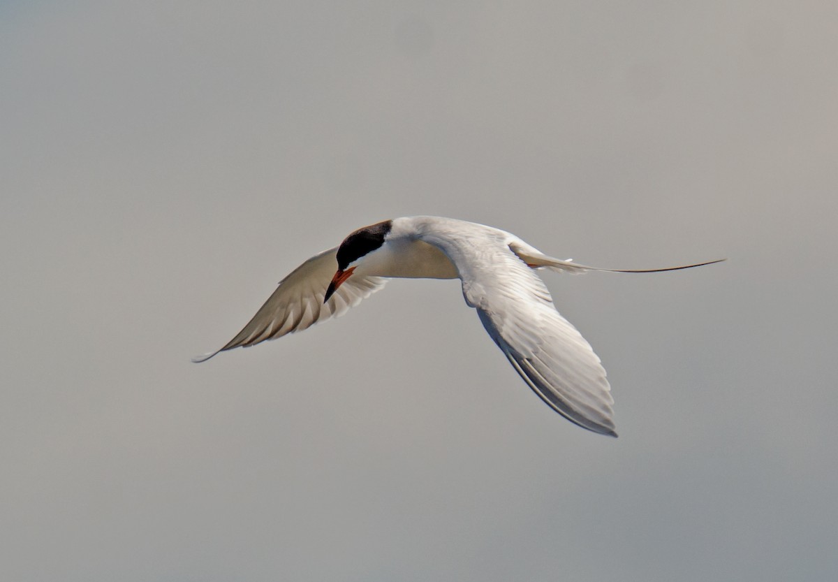 Forster's Tern - Jack and Shirley Foreman