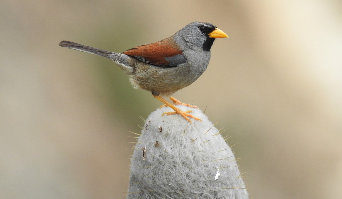 Great Inca-Finch - Fernando Angulo - CORBIDI