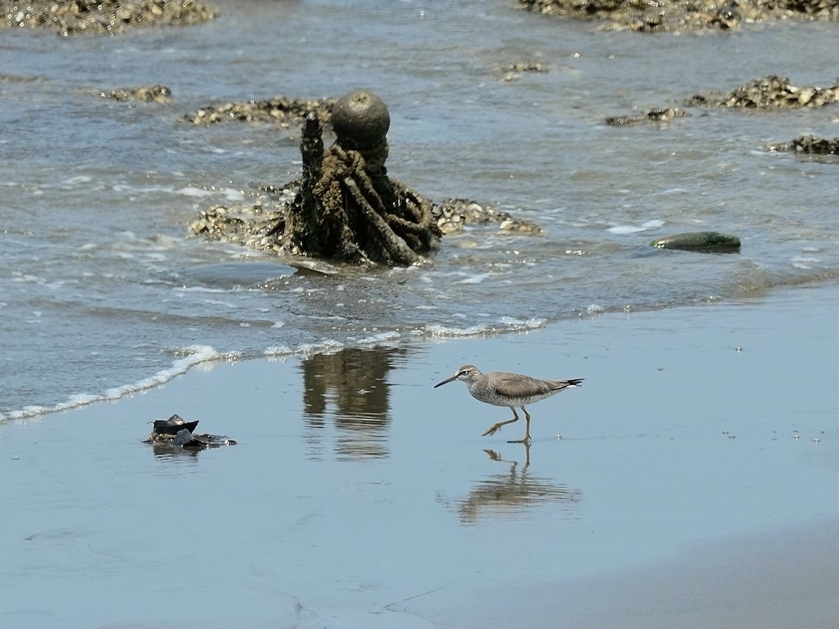 Gray-tailed Tattler - ML154872101