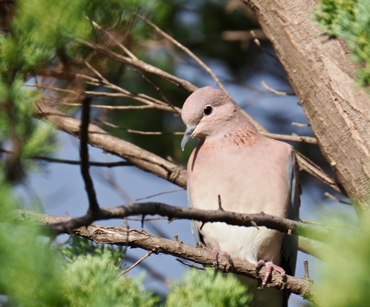 Laughing Dove - ML154872261