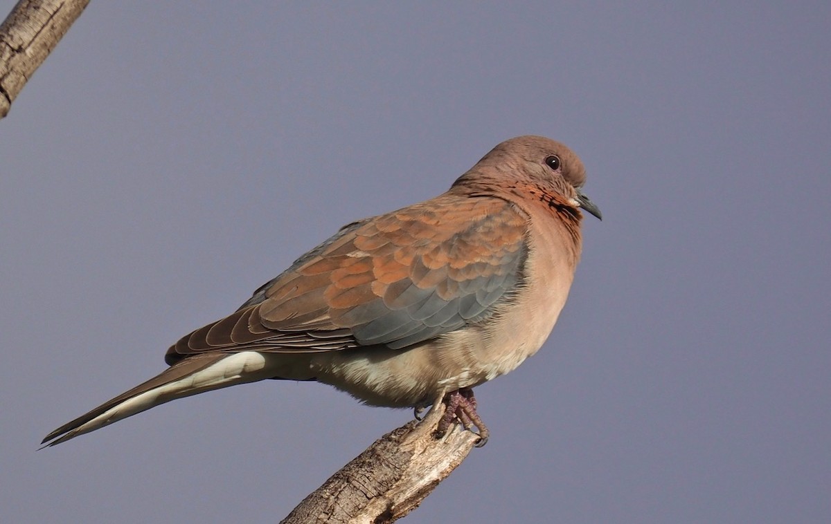 Laughing Dove - ML154872291