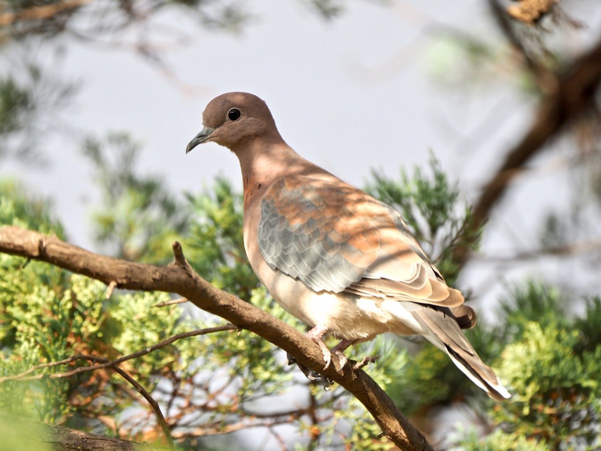 Laughing Dove - ML154872391