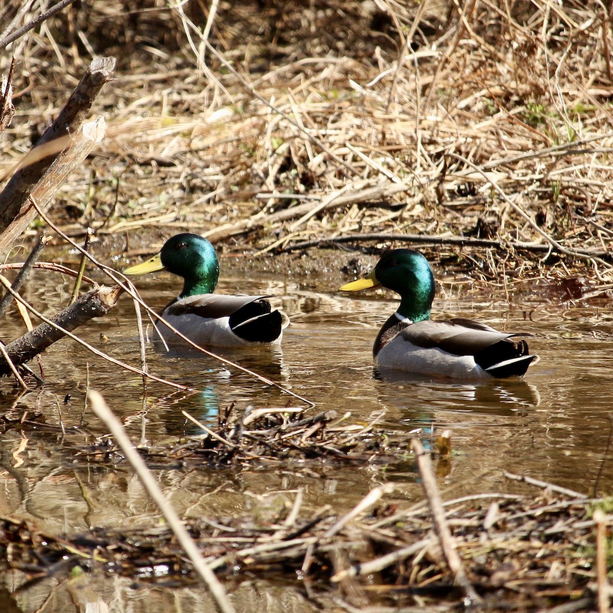 Canard colvert - ML154872941