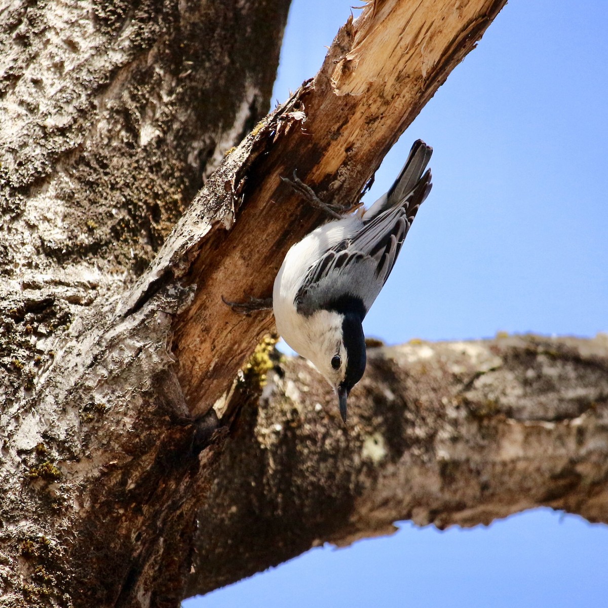 White-breasted Nuthatch - ML154873051
