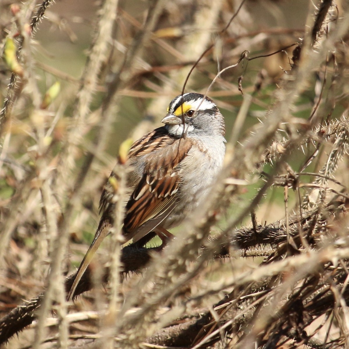 White-throated Sparrow - ML154873081