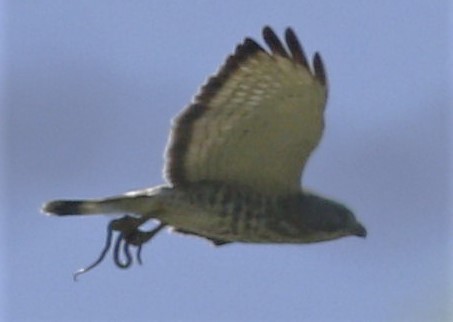 Broad-winged Hawk - ML154873121