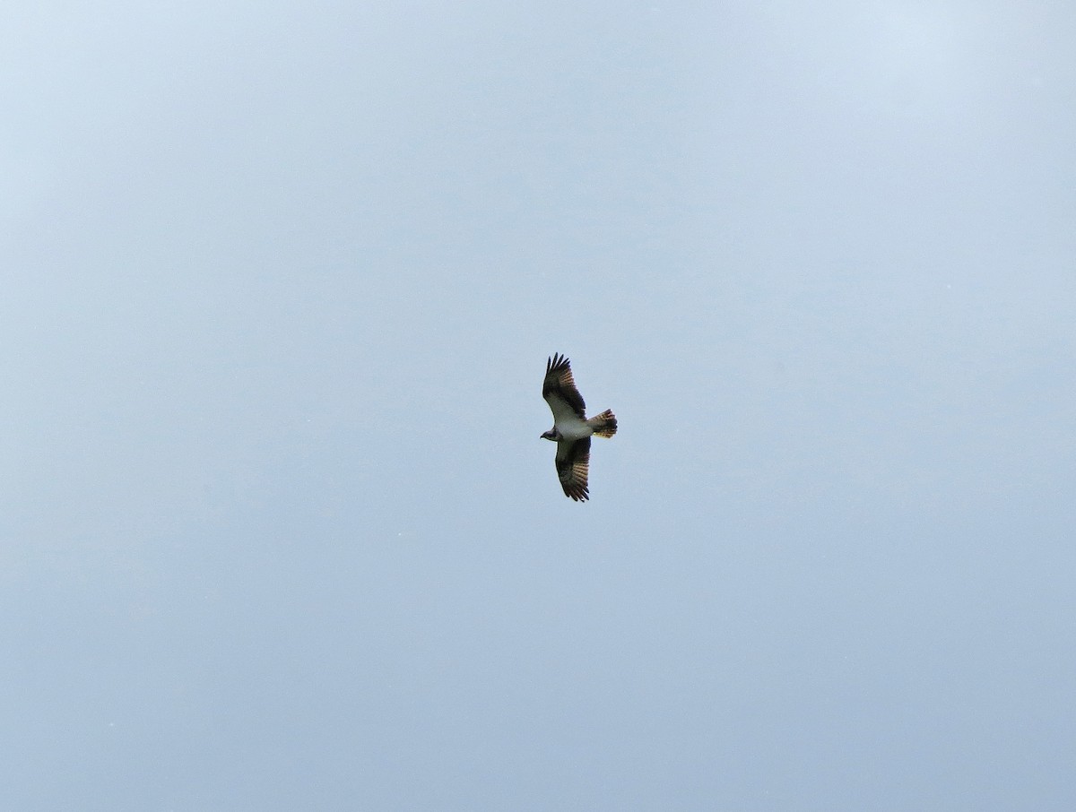 Osprey - Ray Scally