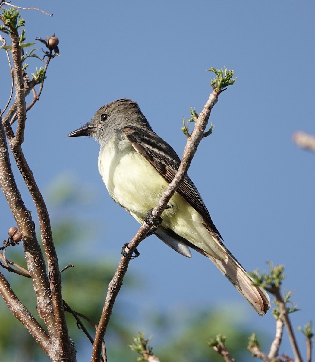 Great Crested Flycatcher - ML154876111