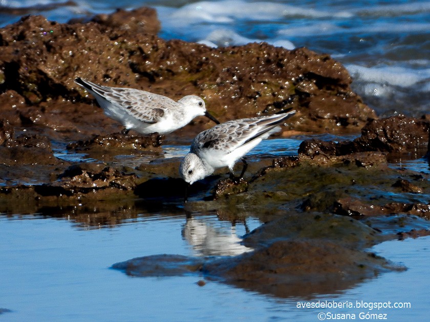 Sanderling - Susana Gómez