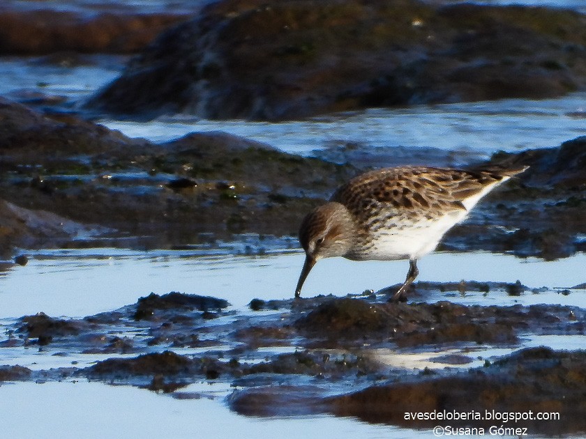 White-rumped Sandpiper - ML154876811