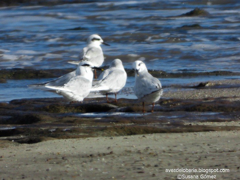 Snowy-crowned Tern - ML154877001