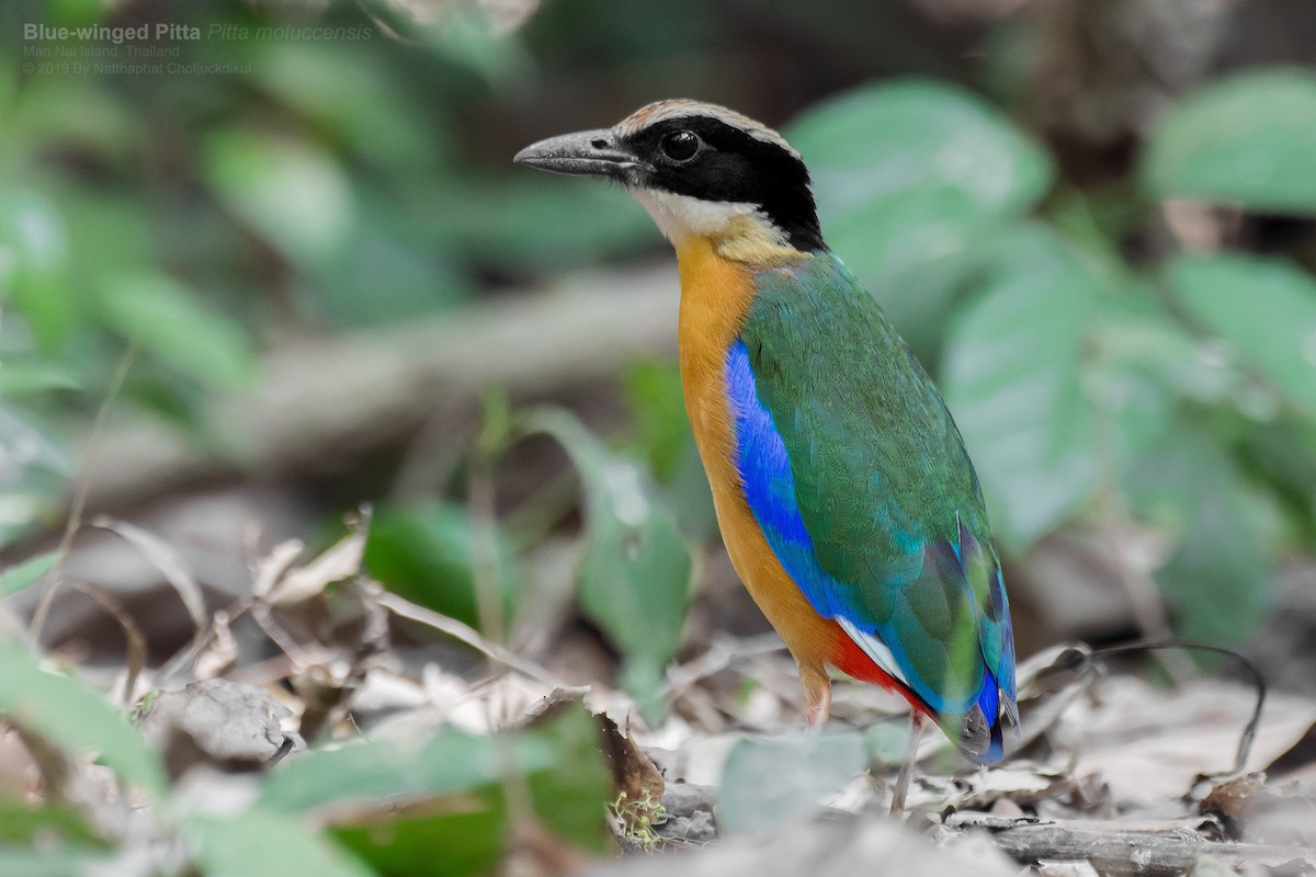 Blue-winged Pitta - Natthaphat Chotjuckdikul