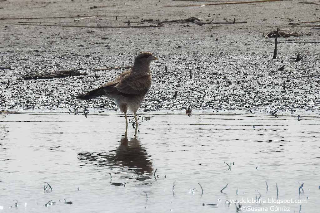 Chimango Caracara - ML154877251