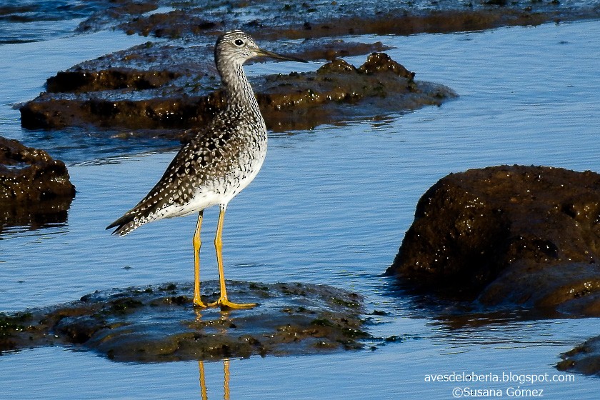 Greater Yellowlegs - ML154877321