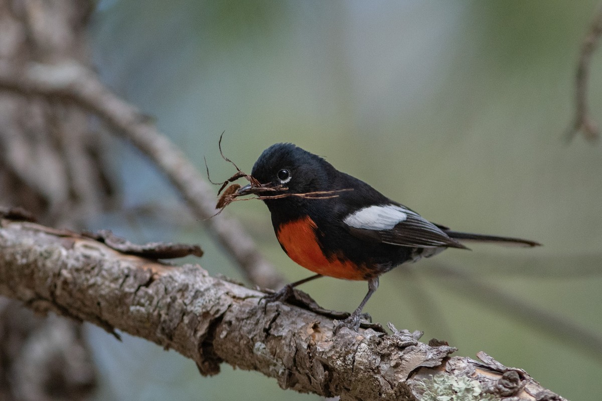 Painted Redstart - Jared Keyes