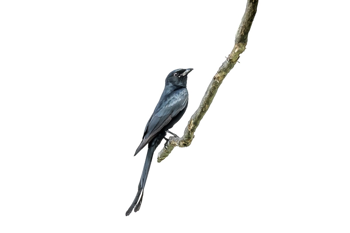 Хар доронго - ML154878991