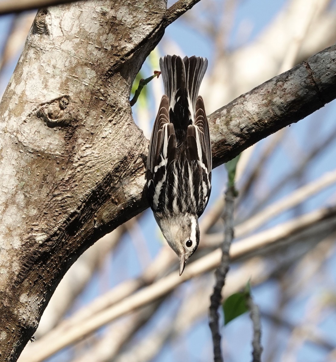 Black-and-white Warbler - ML154880341