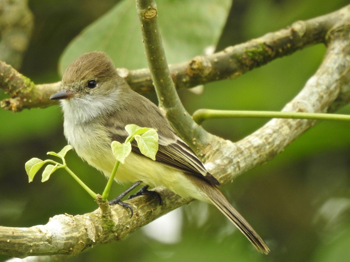 Galapagos Flycatcher - Colin Palethorpe