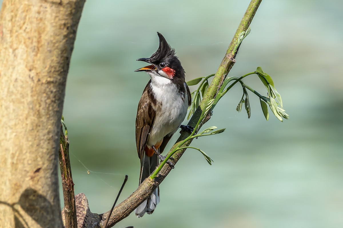 Red-whiskered Bulbul - ML154882341