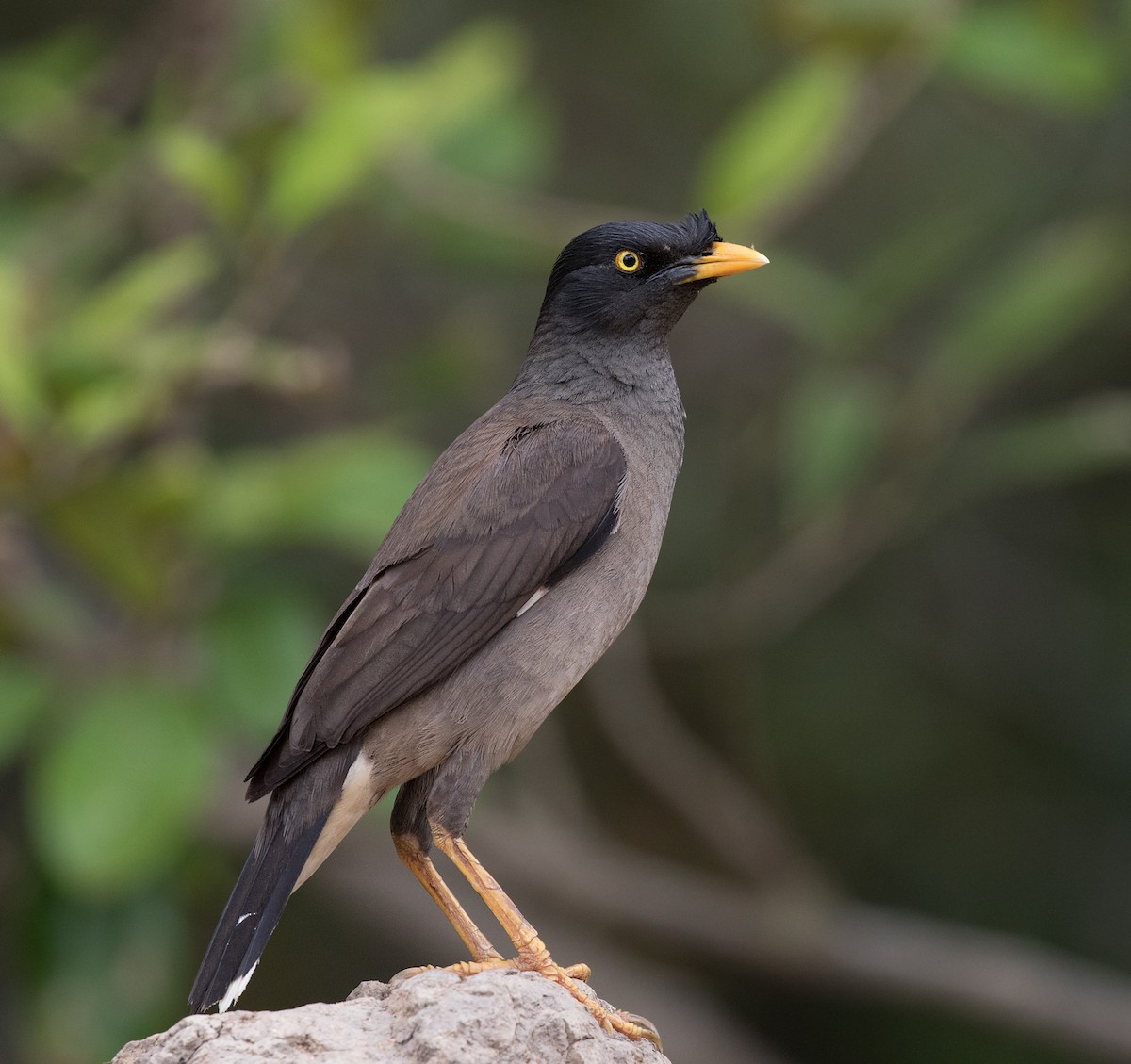 Jungle Myna - ML154883151