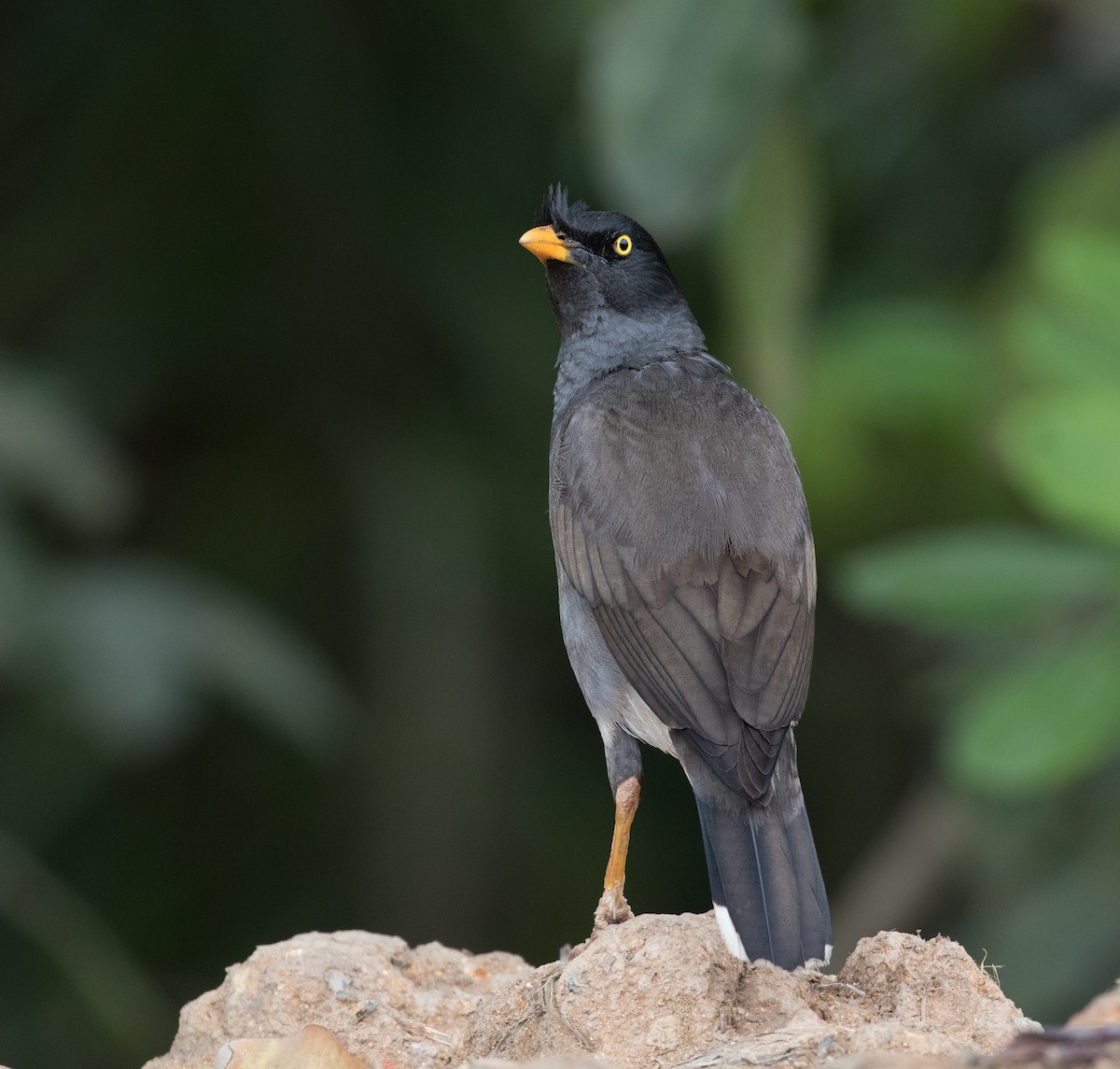 Jungle Myna - Dave Bakewell