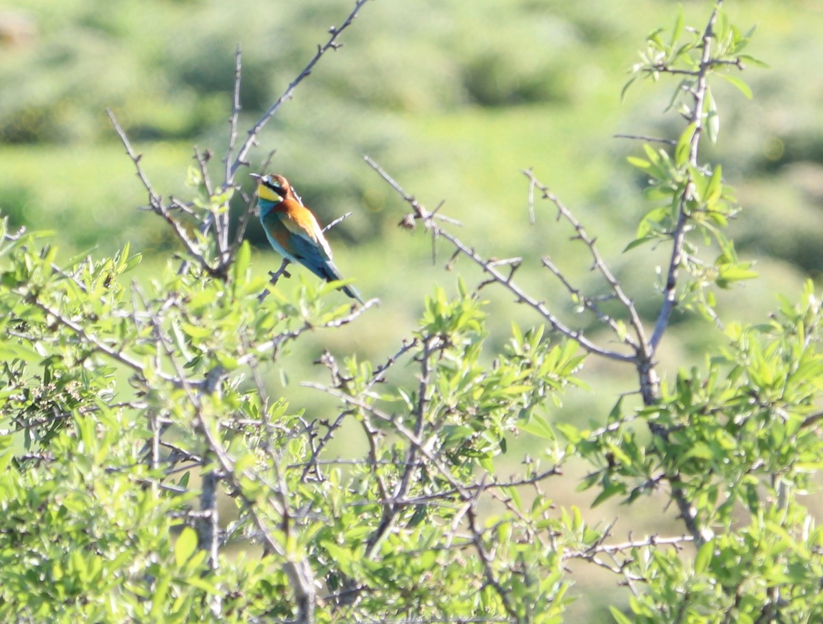 European Bee-eater - ML154883501
