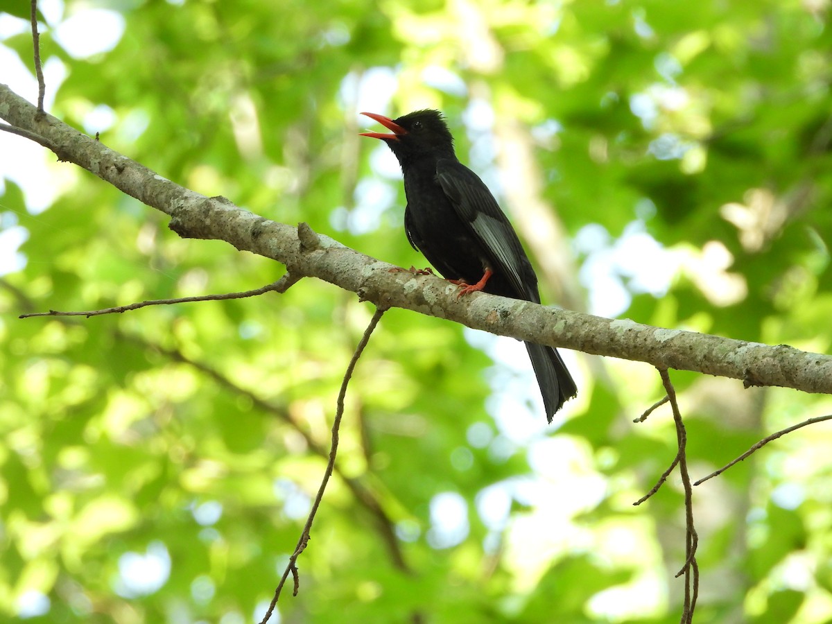 Black Bulbul - Shih-hung Wu