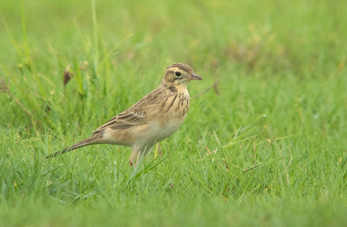 Richard's Pipit - Dave Bakewell