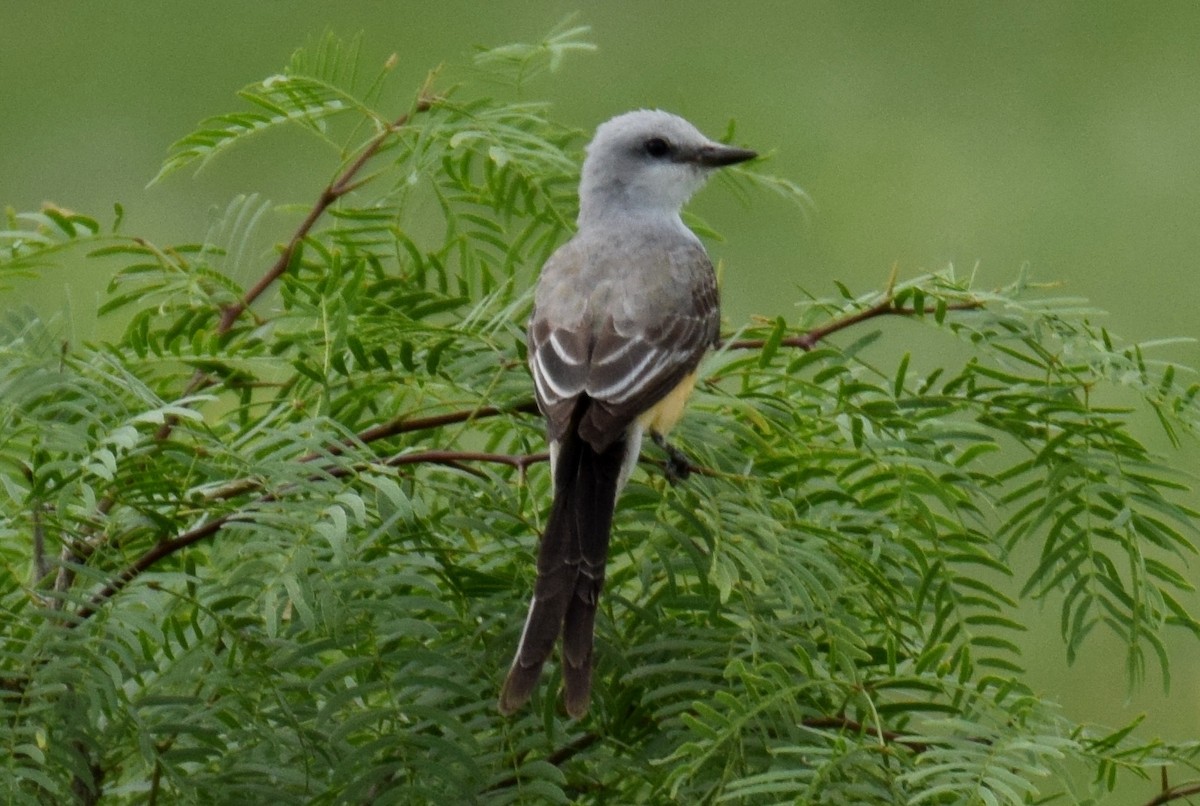 Scissor-tailed Flycatcher - ML154884241