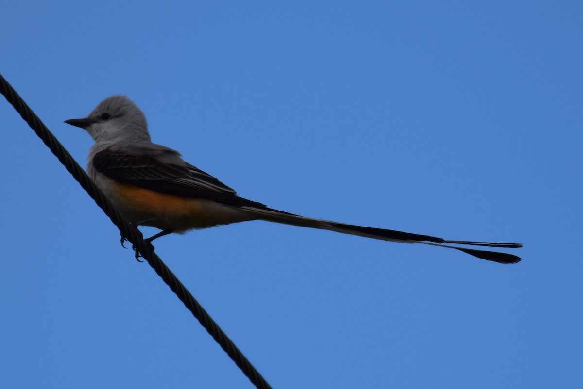 Scissor-tailed Flycatcher - ML154884271