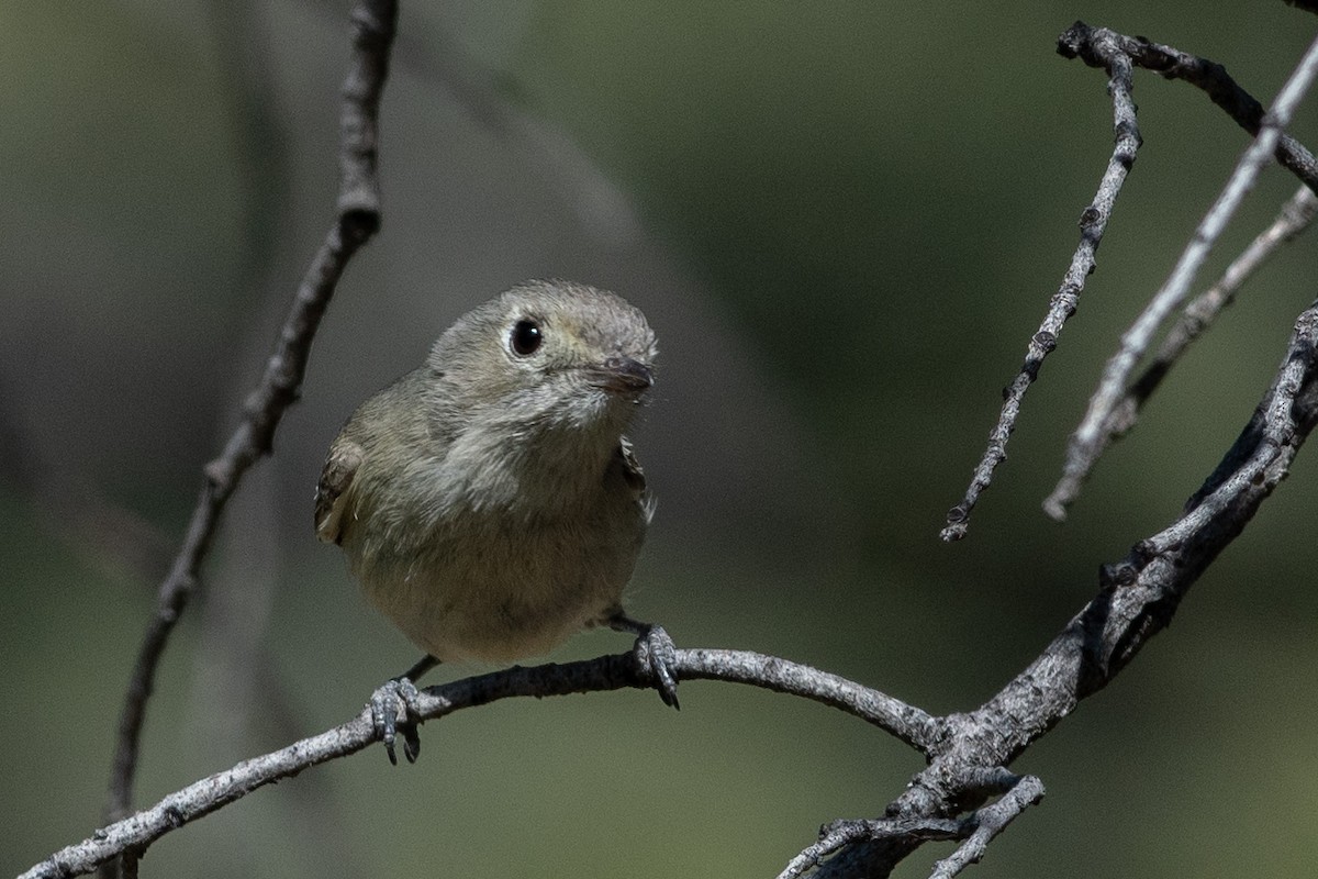 Hutton's Vireo - ML154884501