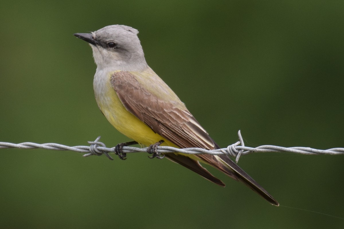 Western Kingbird - ML154884591